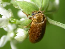 Attēlu rezultāti vaicājumam “Byturus tomentosus”