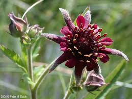 Attēlu rezultāti vaicājumam “Comarum palustre leaf”