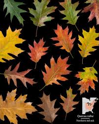 Attēlu rezultāti vaicājumam “Quercus rubra leaf”