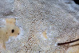 Attēlu rezultāti vaicājumam “Sistotrema confluens”