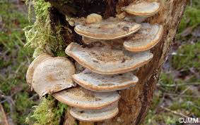 Attēlu rezultāti vaicājumam “Bjerkandera fumosa”