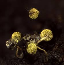 Attēlu rezultāti vaicājumam “Physarum viride macro”