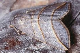 Attēlu rezultāti vaicājumam “Colobochyla salicalis”