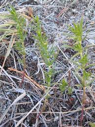 Attēlu rezultāti vaicājumam “Galium boreale fruit”