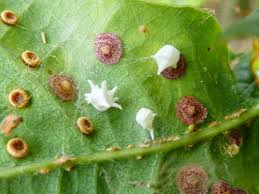 Attēlu rezultāti vaicājumam “Paidiscura pallens eggs”