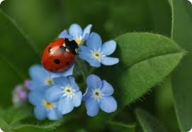 Attēlu rezultāti vaicājumam “Myosotis sylvatica flower”