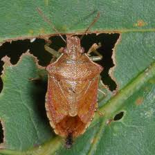 Attēlu rezultāti vaicājumam “Pentatomidae”