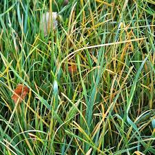 Attēlu rezultāti vaicājumam “Puccinia agrostidis”