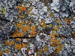 Attēlu rezultāti vaicājumam “Anaptychia ciliaris”