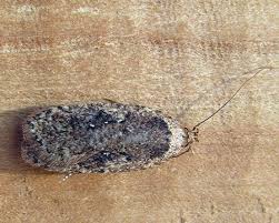 Attēlu rezultāti vaicājumam “Agonopterix ciliella”
