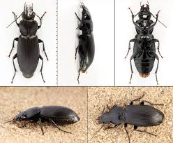 Attēlu rezultāti vaicājumam “Pterostichus melanarius”