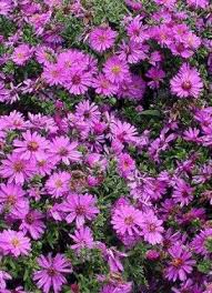 Image result for Aster novi-belgii