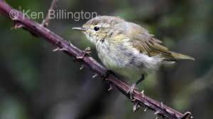 Attēlu rezultāti vaicājumam “Phylloscopus collybita adult”