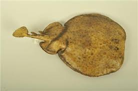 Image result for Torpedo marmorata