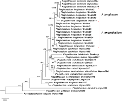 Attēlu rezultāti vaicājumam “Plagiothecium nemorale”