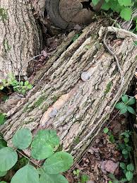 Attēlu rezultāti vaicājumam “Rosellinia desmazieri spores”