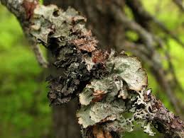 Attēlu rezultāti vaicājumam “Hypocenomyce friesii”