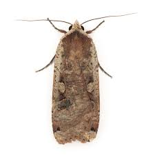 Attēlu rezultāti vaicājumam “Eupithecia icterata female”