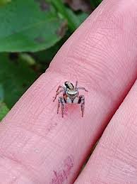 Attēlu rezultāti vaicājumam “Evarcha falcata”