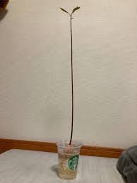 「アボカド大臣」の画像検索結果