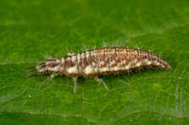 Attēlu rezultāti vaicājumam “Chrysopidae imago”