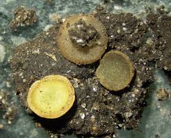 Attēlu rezultāti vaicājumam “Ascobolus furfuraceus”