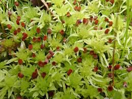 Attēlu rezultāti vaicājumam “Sphagnum fimbriatum”