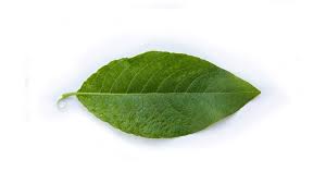 Attēlu rezultāti vaicājumam “Salix caprea leaf”