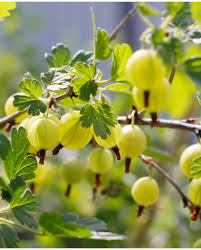 Attēlu rezultāti vaicājumam “Ribes uva-crispa fruit”
