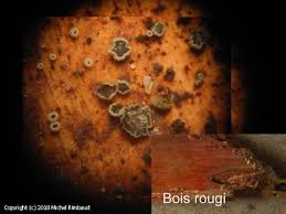 Attēlu rezultāti vaicājumam “Hyphodiscus hymeniophilus”