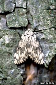 Attēlu rezultāti vaicājumam “Lymantria monacha imago”