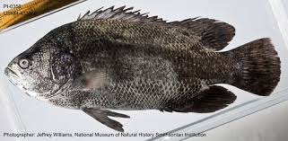 Image result for Lobotes surinamensis