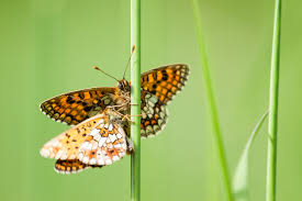 Attēlu rezultāti vaicājumam “Clossiana selene”
