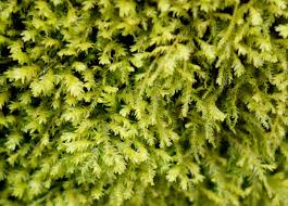 Attēlu rezultāti vaicājumam “Anomodon attenuatus”