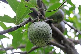 Attēlu rezultāti vaicājumam “Libanotis montana fruit”