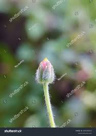 Attēlu rezultāti vaicājumam “Bellis perennis bud”