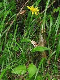 Attēlu rezultāti vaicājumam “Crepis paludosa flower”