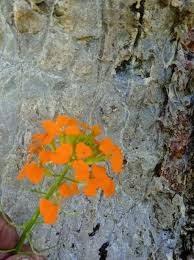 Attēlu rezultāti vaicājumam “Erysimum hieracifolium”