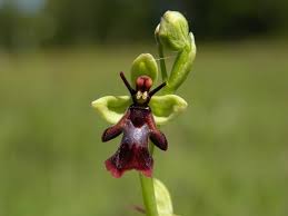 Attēlu rezultāti vaicājumam “Ophrys insectifera”