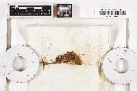 Attēlu rezultāti vaicājumam “Pohlia wahlenbergii var. calcarea”