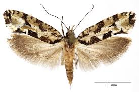 Attēlu rezultāti vaicājumam “Ypsolopha sequella”