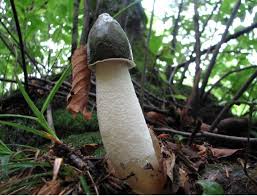 Attēlu rezultāti vaicājumam “Phallus impudicus”