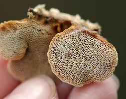 Attēlu rezultāti vaicājumam “Hapalopilus croceus”