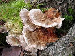Attēlu rezultāti vaicājumam “Trametes ochracea”