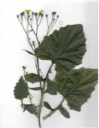Attēlu rezultāti vaicājumam “Lapsana communis leaf”