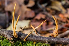 Attēlu rezultāti vaicājumam “Macrotyphula fistulosa”