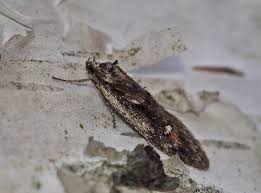 Attēlu rezultāti vaicājumam “Semioscopis oculella”