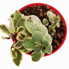 Image result for Aichryson