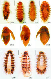 Attēlu rezultāti vaicājumam “Anthrenus scrophulariae”