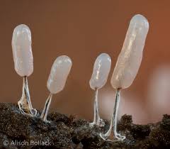 Attēlu rezultāti vaicājumam “Stemonitopsis typhina spores”